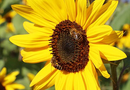 Honigbienen an Gewöhnlicher Sonnenblume (Helianthus annuus)