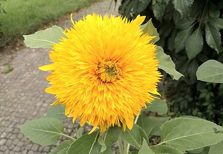 Sonnenblumen-Züchtung Teddybär