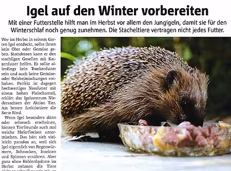 2. November 2020 | Dorstener Zeitung | Igel auf den Winter vorbereiten