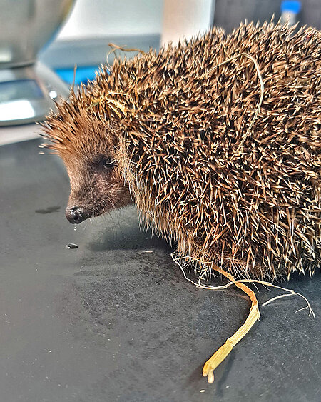 Unterkühlter Jungigel Ein Igel mit einer tropfenden Nase auf dem Untersuchungstisch