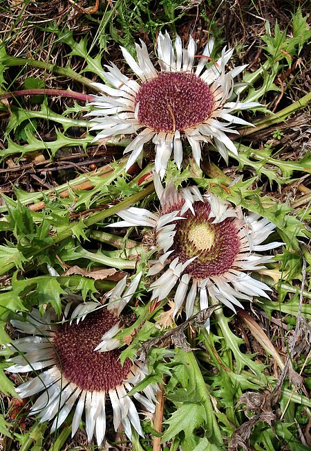 Silberdistel (Carlina acaulis)