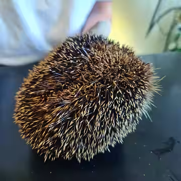 Auch seine Stacheln waren angeschnitten. Auch seine Stacheln waren angeschnitten.