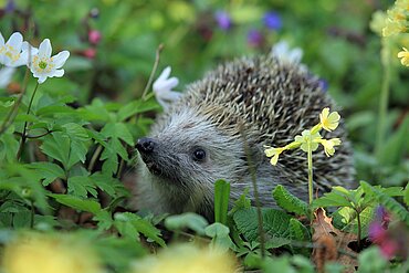 Ein Igel auf einer bunten Wiese