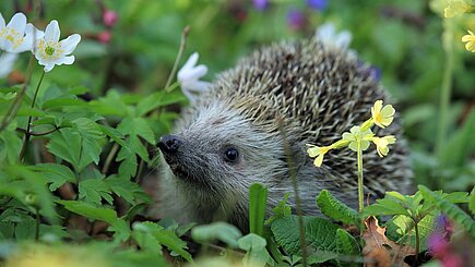 Achtung bei der Aufnahme von Igelweibchen im Sommer Ein Igel auf einer bunten Wiese