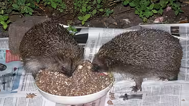 Igel beim Fressen. © Getraude Göpner