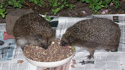 Igel beim Fressen Igel beim Fressen. © Getraude Göpner