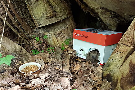 Igel wird ausgewildert