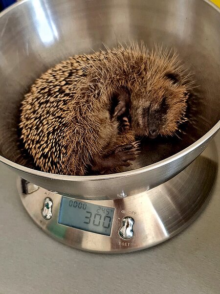 Dieses Jungtier war stark unterkühlt, sehr schwach und dehydriert.