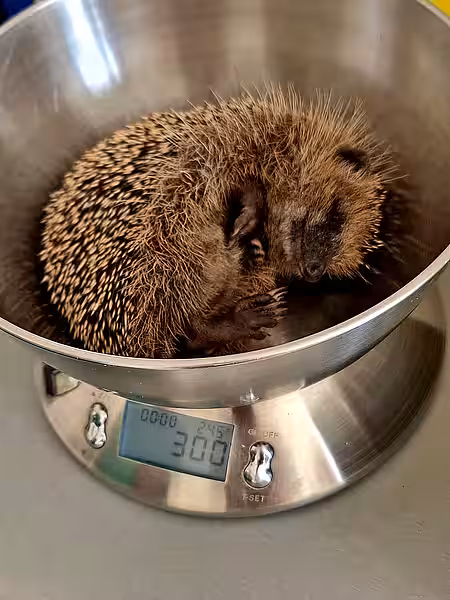 Dieses Jungtier war stark unterkühlt, sehr schwach und dehydriert.