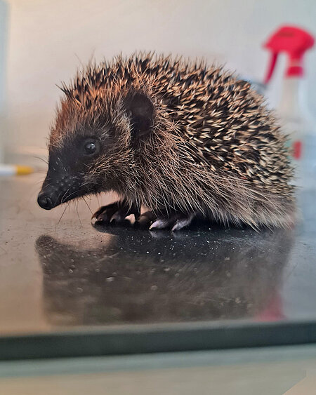 Igel mit Geduld behandeln Ein kleiner Igel sitzt neugierig auf einem Behandlungstisch