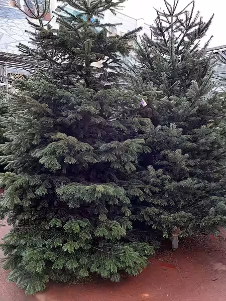 Über 2 m hohe Nordmanntannen
