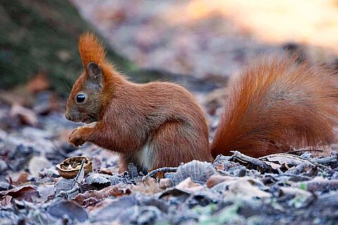 Eichhörnchen beim Fressen