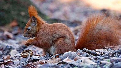 Eichhörnchen beim Fressen
