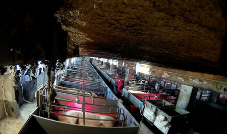 Kameras im Schweinehochhaus