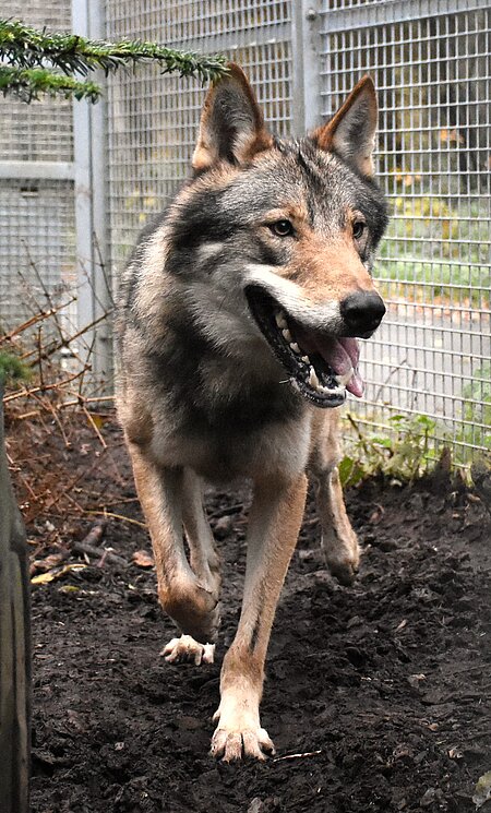 Aufmerksam beobachtet der Wolf seine neue Umgebung in der Wildtierstation