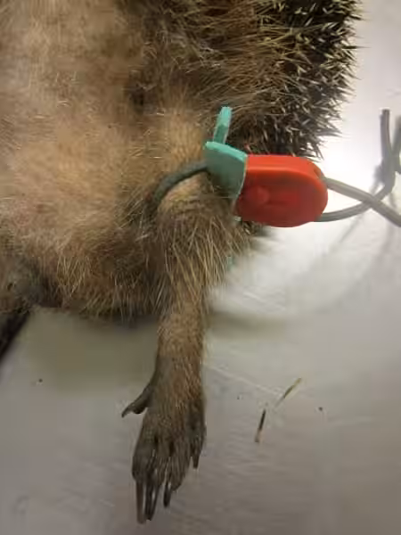 Vorbereitung eine Igels zur Blutentnahme an der Hintergliedmaße. Vorbereitung eine Igels zur Blutentnahme an der Hintergliedmaße.