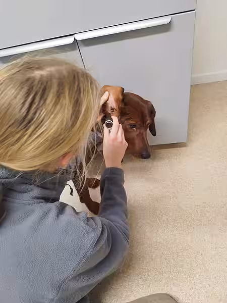 Untersuchung eines Hundeohres