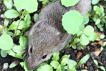 Mäuse und Igel suchen gerne Unterschlupf in Holzhaufen.