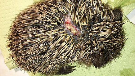 Igel mit Rückenverletzung