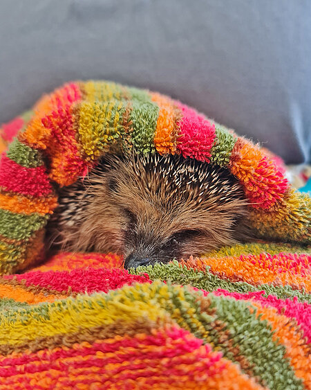 Der Igel ist in ein Handtuch gekuschelt.