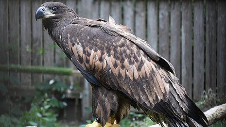 Einer der Seeadler mit Sender.