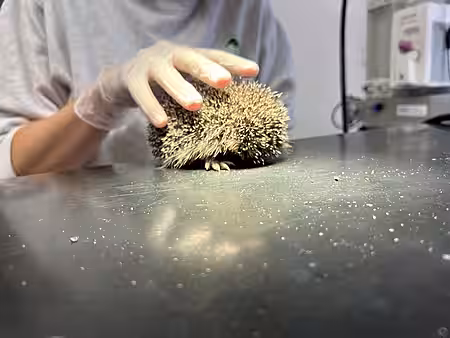 Der Igel wird am Rücken gekrabbelt damit er sich öffnet. Nur so kann z.B. ein Bein untersucht werden.