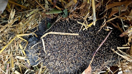 Dieses Igelweibchen liegt mit ihren Jungtieren im Nest
