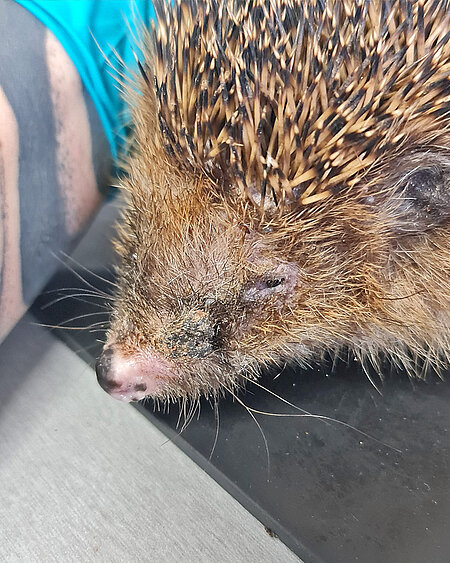 Verklebtes Auge beim Igel Verklebtes Auge beim Igel