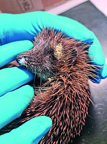 Igel mit Atemnot.