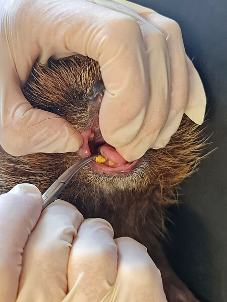 Ein Igel in Narkose, dessen Zähne betrachtet werden.