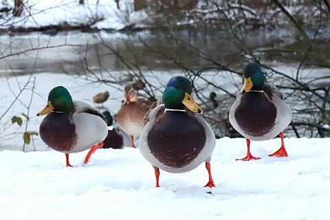 Enten im Winter