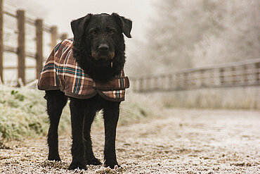 Braucht Ihr Hund einen Wintermantel? 