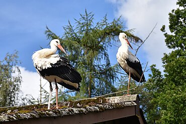Jungstörche nach den ersten Flugversuchen