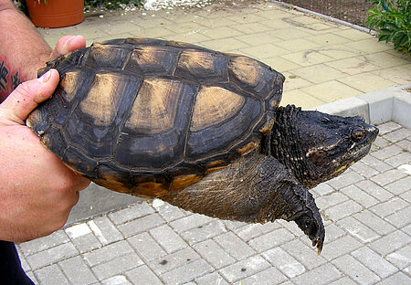Schnappschildkröte