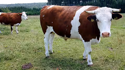 Stiere haben einen starken Beschützerinstinkt