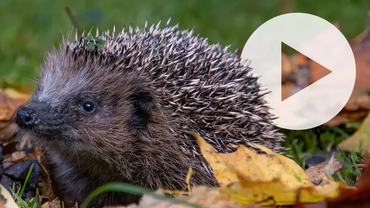 Header Videoseite Header Videoseite