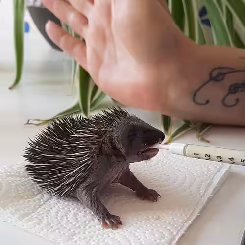 Igel Belinda