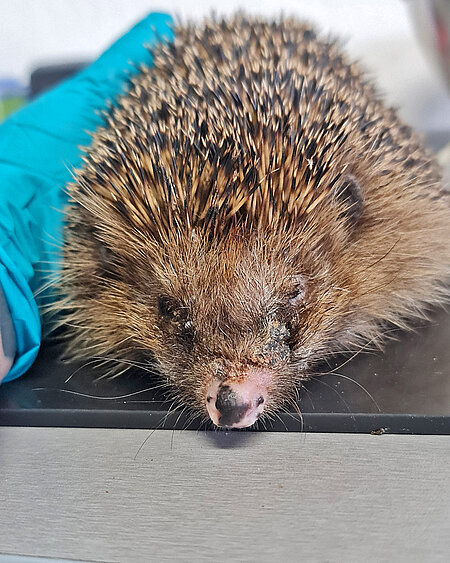 Adulter Igel mit verklebtem Auge Ein Igel auf der Untersuchungsmatte schaut in die Kamera