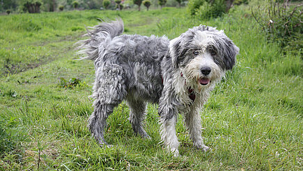 Nasser Hund. Foto: © Ursula Bauer