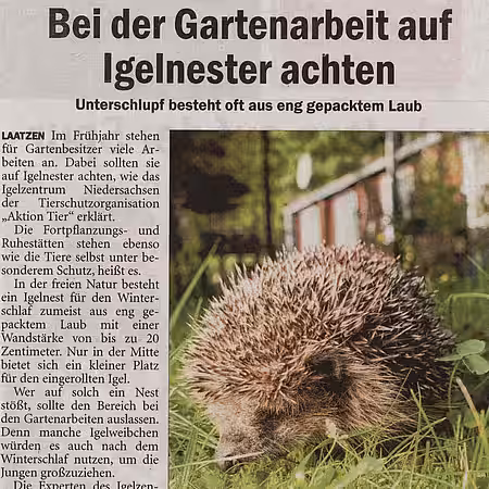 3. Mai 2020 | Sonntagszeitung - Bentheimer Grafschaft | Bei der Gartenarbeit auf Igelnester achten