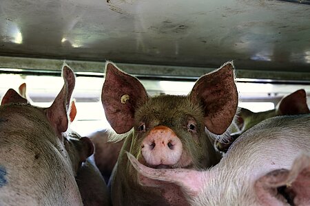Armes Schwein