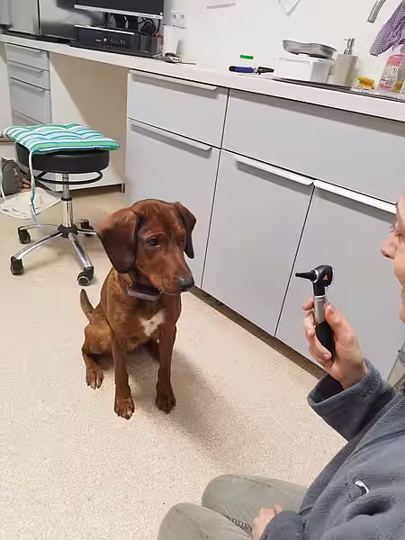 Hund Emil im Igelzentrum