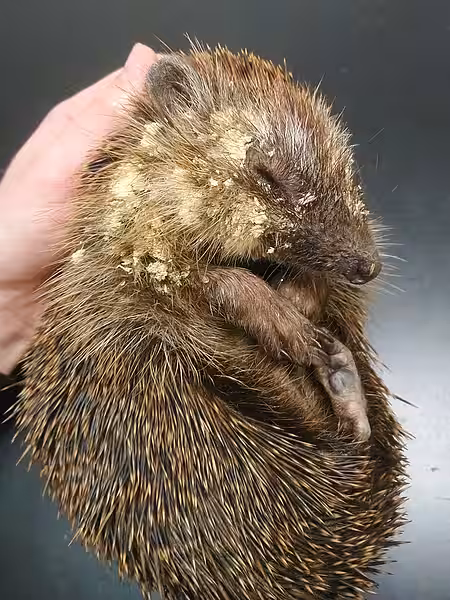 Im Fell dieses geschwächten Igels kleben viele Fliegeneier.