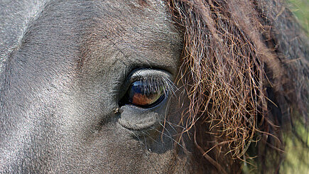 Auge eines Friesen