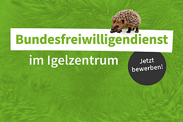 Bundesfreiwilligendienst (BFD) im Igelzentrum Laatzen, Jetzt bewerben!