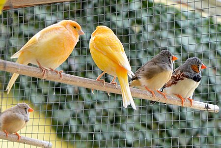 Vogelhaltung in Voliere