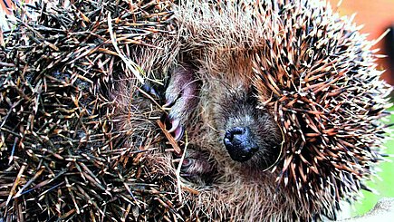 Winterschlaf ist für die Igel überlebenswichtig. Winterschlaf ist für die Igel überlebenswichtig.
