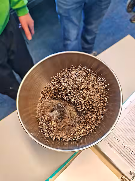 Ein Igel liegt in einer Waagschale.