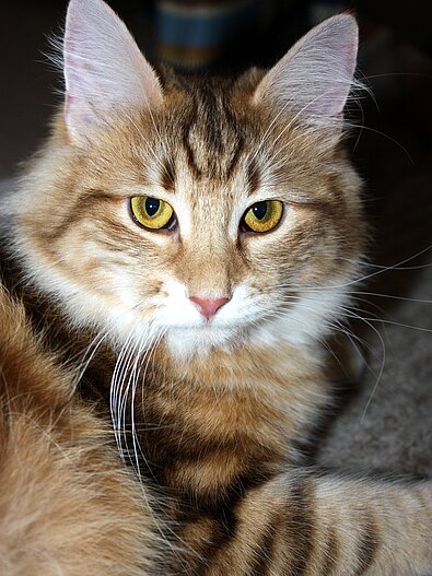 Norwegische Waldkatze.