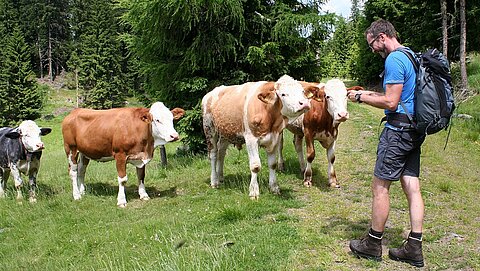 Kühe auf der Alm